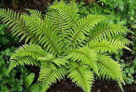 барои табобати рагҳои витсифат